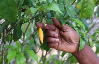 Gabon : vendu à 1,3 million FCFA le kilo, l’iboga pourrait atteindre près de 4 millions, tandis que les planteurs gabonais le cèdent à bas prix