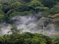 Biodiversité : le Gabon en tête du Bassin du Congo avec 262 nouvelles espèces découvertes en dix ans