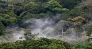 Biodiversité : le Gabon en tête du Bassin du Congo avec 262 nouvelles espèces découvertes en dix ans