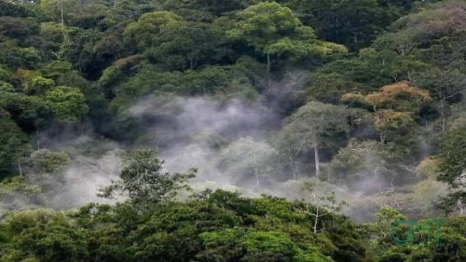 Biodiversité : le Gabon en tête du Bassin du Congo avec 262 nouvelles espèces découvertes en dix ans